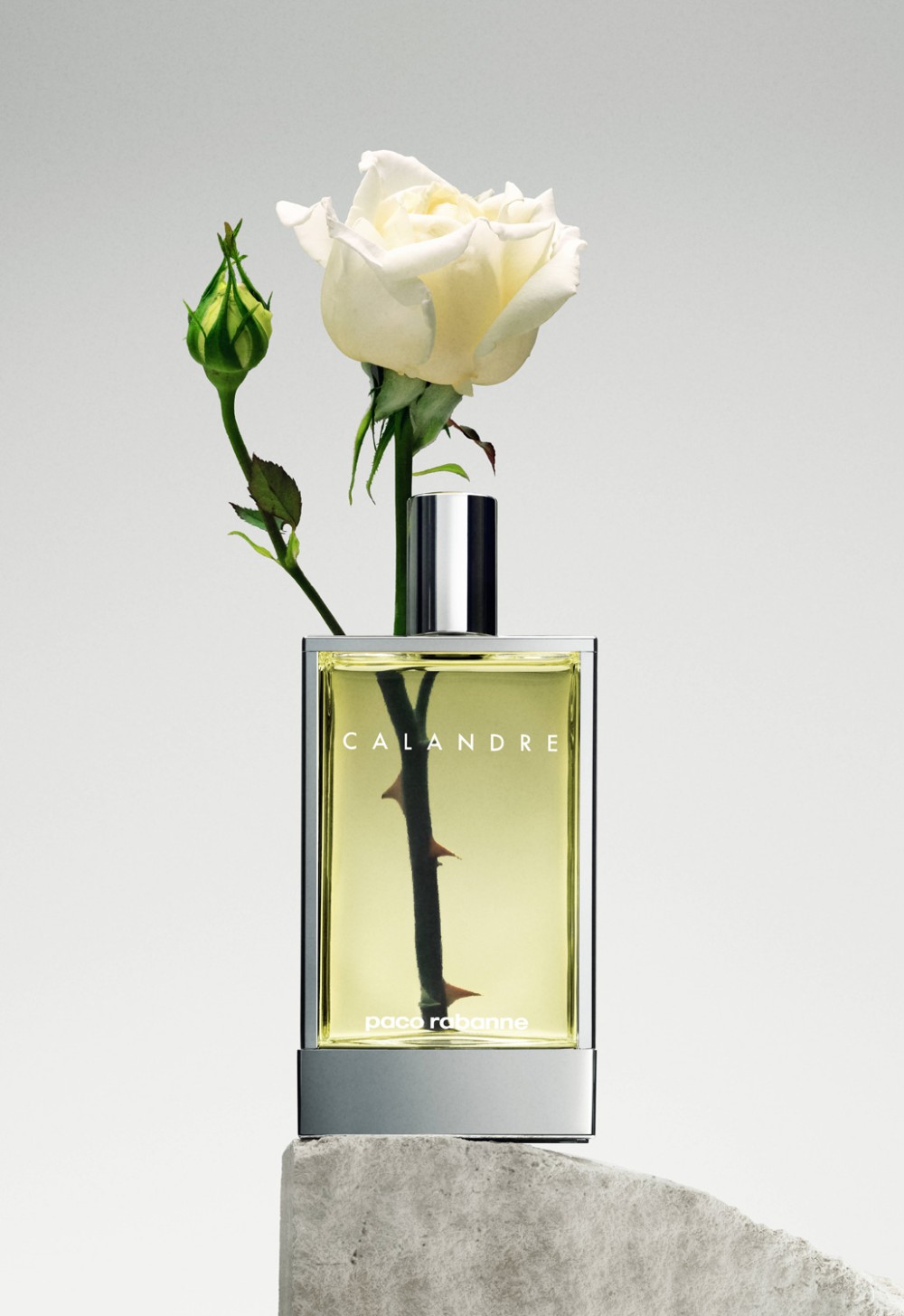 tulip